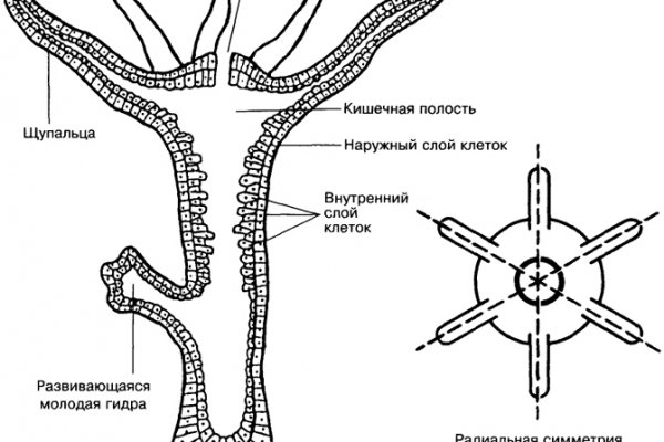 Ссылка на сайт кракен в тор браузере